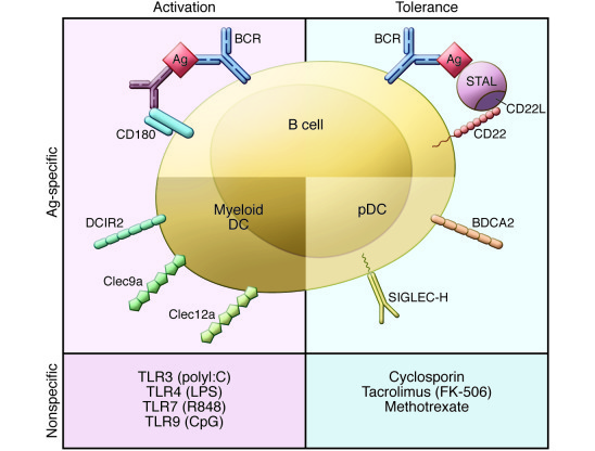 Multiple cellular and molecular targets for modulating Ag-specific B cel...