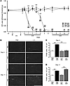 Macrophage depletion prevents vincristine-induced allodynia.