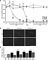 KO mice develop delayed allodynia following vincristine treatment.