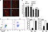 Vincristine treatment induces infiltration of CX3CR1 monocyte-macrophages i