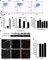 Vincristine treatment activates endothelial cells.