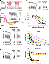 Design, α-helicity, 5-HB binding activity, and protease resistance of i,i+7