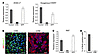 Excision of immortalizing transgenes blocks proliferation.