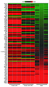 Excision of immortalizing transgenes modulates the expression of cell-cycle