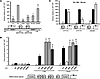 Functional studies of the SF1 R103Q mutant.