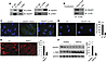 IQGAP1 acts as a scaffold that colocalizes p190A-RhoGAP and Rh