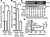 Induction of GqQ>L in podocytes enhances TRPC6 expression in vivo.