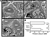 Effect of Trpc6 KO on glomerular ultrastructure.