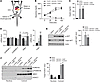 ChREBP upregulates G6pc despite activated hepatic insulin signaling.