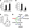 ChREBP mediates the conversion of fructose to glucose.