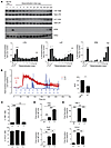 Signal transduction but no calcium mobilization during RDS.