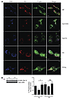 Distinct actin reorganization in desensitized cells.