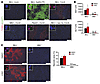 Caspases are not required for ConA-induced hepatocellular death.