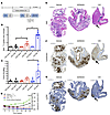 Profound MAPK pathway blockade with CKI maximizes 124I uptake and response