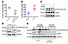 IL-10 promotes IEC proliferation and activates CREB signaling.