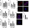 YAP inhibition decreases proliferation and colony-forming efficiency (CFE)