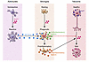 Microglial activation in prion disease.