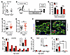 Ex-4 promotes β cell proliferation only in juvenile islets.