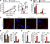 In vivo depletion of T cells reverses IVP and the inhibition of tumor growt