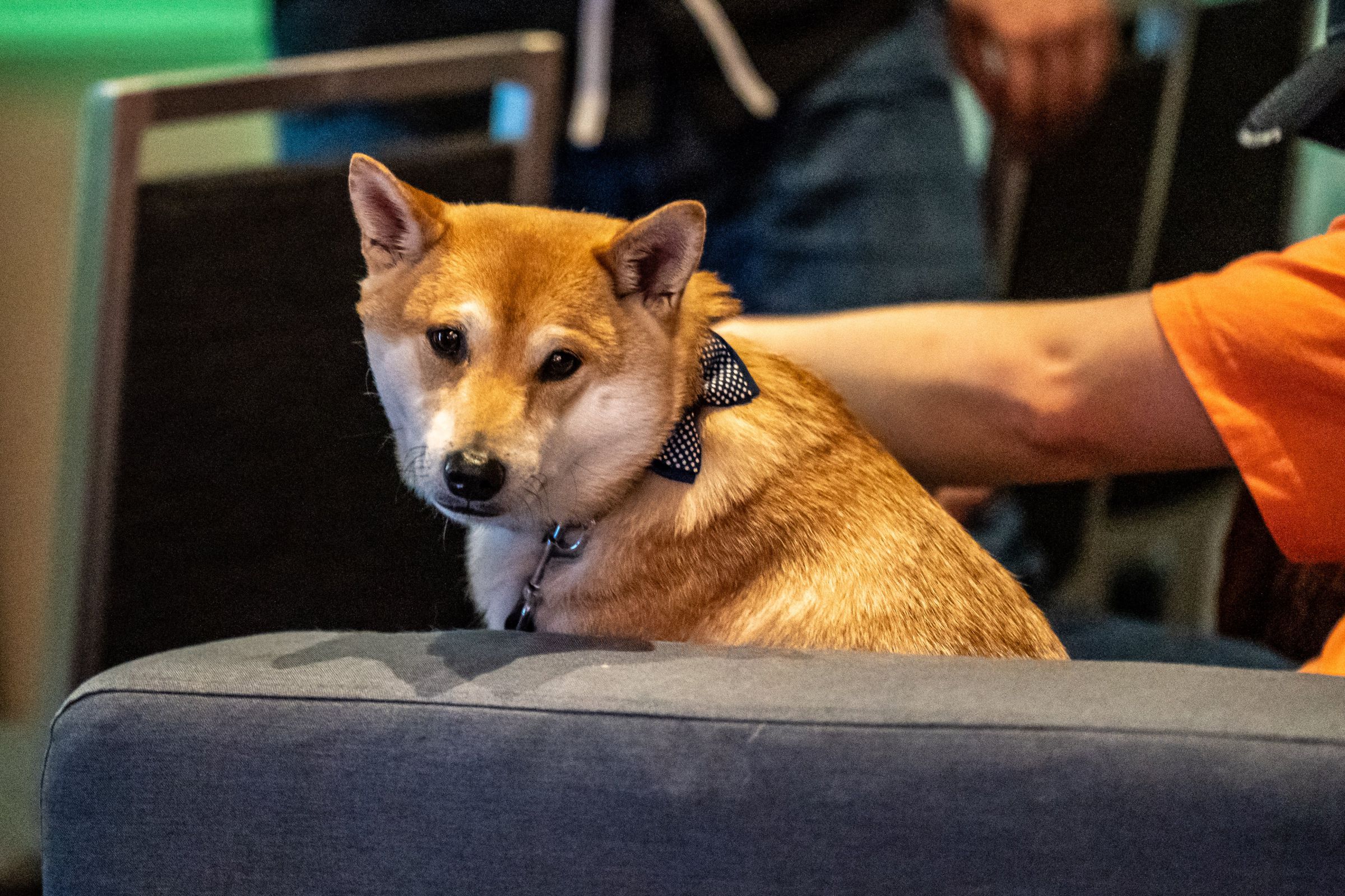 Photo of Peanut Butter, a shiba inu wearing a polka dot bow tie looking at the camera sitting on a gray sofa.