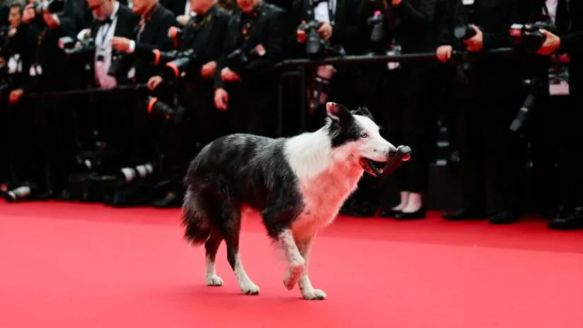 Messi, la estrella canina de 'Anatomía de una caída', tuvo su presentación en Cannes 2024 [FOTOS]