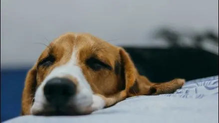 Aspectos clave a tener en cuenta en situaciones de emergencia para nuestras mascotas