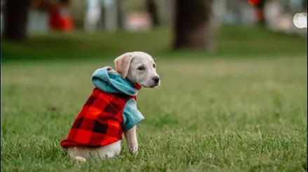 ¿Necesitan ropa? Recomendaciones para proteger a tu mascota durante la temporada de invierno