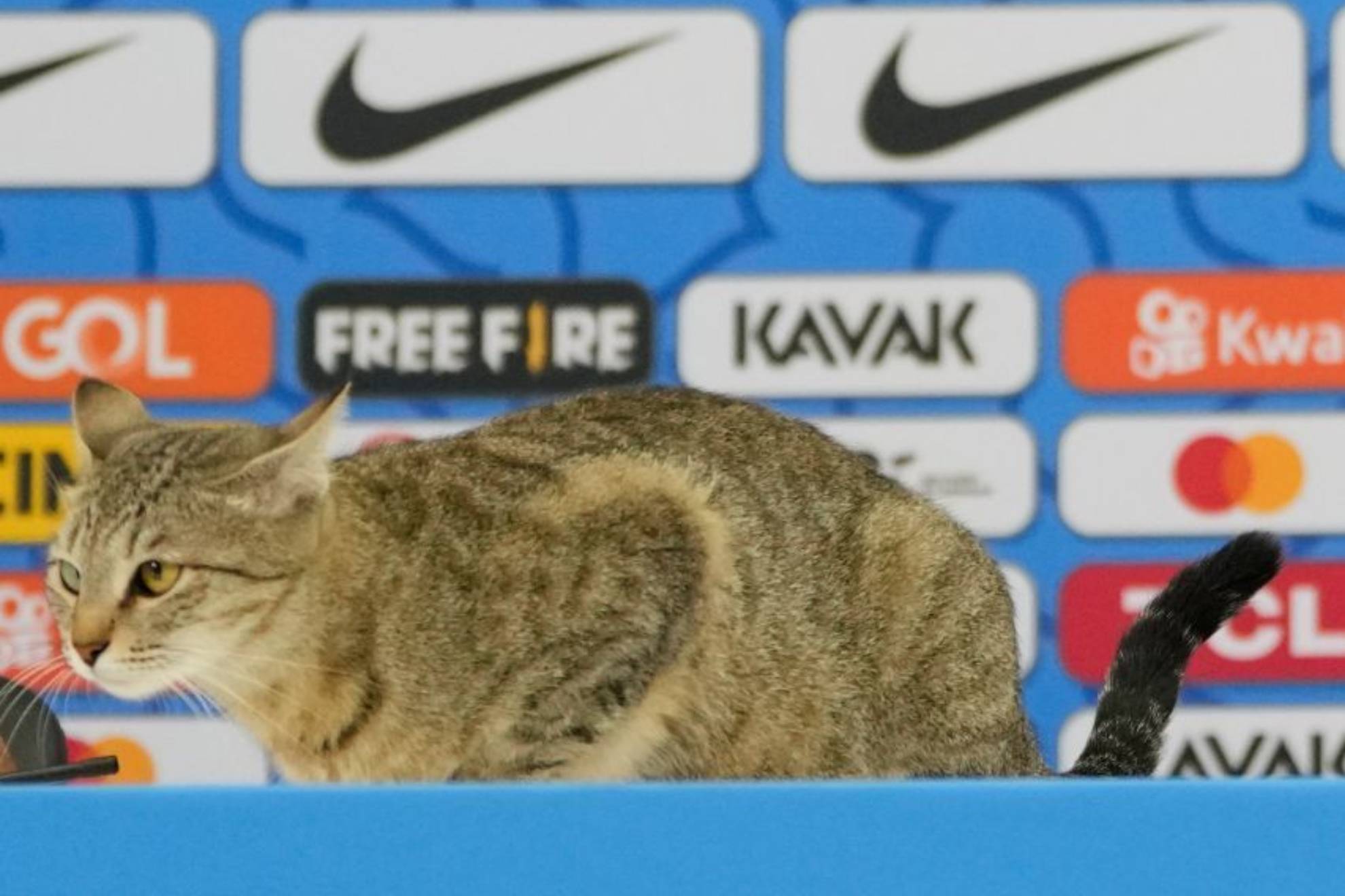 La maldici�n del gato que persigue a la selecci�n de Brasil: no es el primero que la sufre en el f�tbol