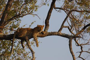 Leopard on a tree in the southern part of the Kruger National Park, South Africa, near Lower Sabie Rest Camp,8 August 2009.