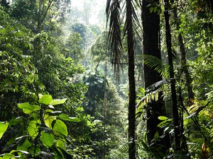 Biodiversity is all the different kinds of life you'll find in one area—the variety of animals, plants, fungi, and even microorganisms like bacteria that make up our natural world, Costa Rica, June 10, 2020.