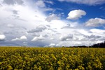 Canola in Alberta Canada.