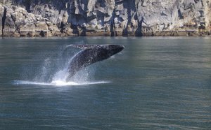 Humpback Whale