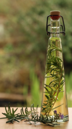 Rosemary oil: How to use it for good hair and skin:Image