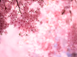 15 stunning cherry blossom destinations to visit from India: When, where, and ho:Image