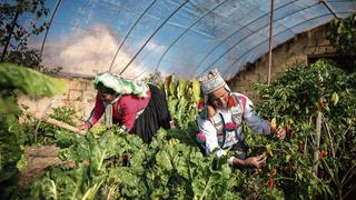 Día del Campesino: agricultores contra el cambio climático [FOTOS]