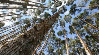 Perú Sostenible: ¿Qué econegocios se vienen en San Martín tras la zonificación forestal?