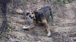 Perro rescatado en la Costa Verde está saludable y espera ser adoptado