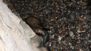 Así fue el rescate de un lobo marino que varó en una playa de Barranco [FOTOS]