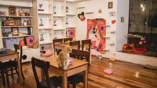 WUF: Catfetín, el primer ‘cat café’ del Perú está en Cusco y funciona como centro de adopciones