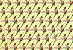 Encuentra el colibrí diferente en esta imagen en 13 segundos