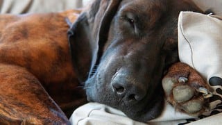 ¿Qué sueña tu perro? Esto pasa por la mente de tu mascota cuando duerme 