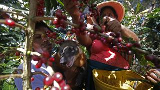 Día del campesino: los principales productos de nuestra tierra