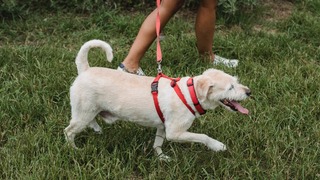 Consejos para pasear a tu perro en cuarentena