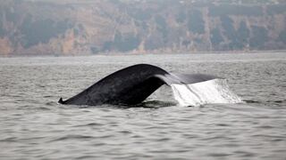 Ballenas "bronceadas" dan pistas sobre envejecimiento humano