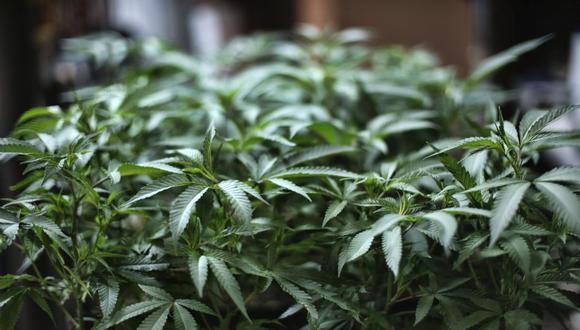 Colombia, el principal productor de cocaína del mundo y donde existen grandes plantaciones de marihuana, legalizó la producción de cannabis medicinal en el 2016. (Foto referencial: AP/Richard Vogel).