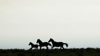 Australia autorizó la matanza de 10.000 caballos salvajes