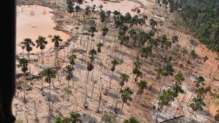 Solo en febrero se perdieron más de 150 ha de bosque de Madre de Dios por minería: ¿qué hay detrás?