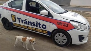 Conoce a “Esme”, la perrita ‘policía de tránsito’ en México