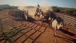 Los camellos se han convertido en una plaga en Australia