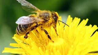 Abejas usan una especie de piloto automático natural para aterrizar